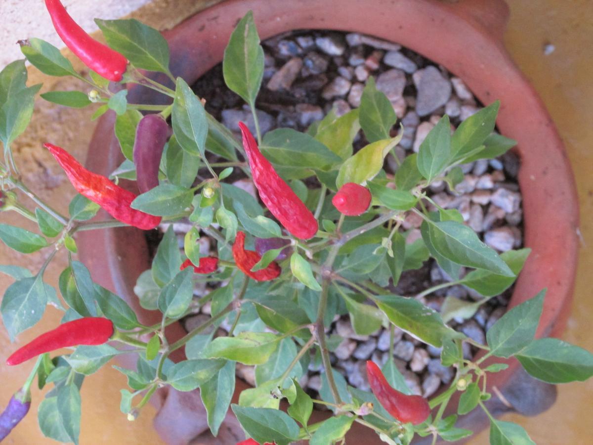 Las Cardas Posada Belén Buitenkant foto